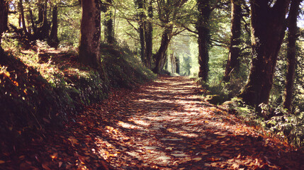 Obraz premium Peaceful Autumn Forest Path Bathed in Golden Sunlight, Lined by Ancient Trees with Falling Leaves, Inviting a Tranquil Stroll Through Nature's Embrace.
