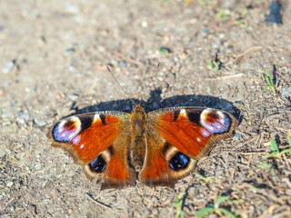 Peacock butterfly on the ground among the grass