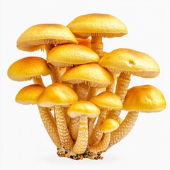 hypholoma fasciculare sulphur tuft mushroom toxic isolated on white transparent background