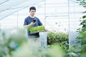 asian male farmer working in greenhouse