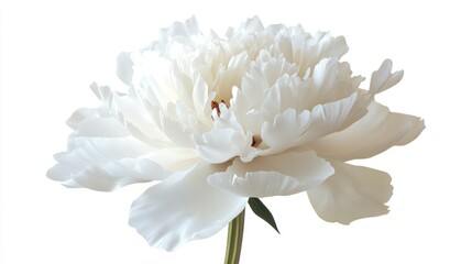 White peony isolated on white background