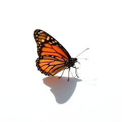 A captivating monarch butterfly, basking in the radiant sunlight, casts a subtle shadow, showcasing nature's elegance.
