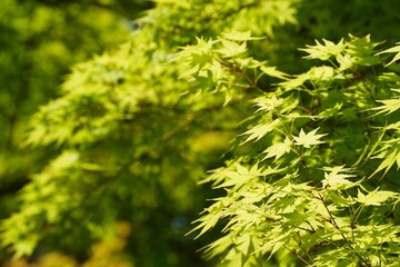 モミジの葉が輝く初夏の光景