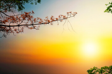 sunset in the forest