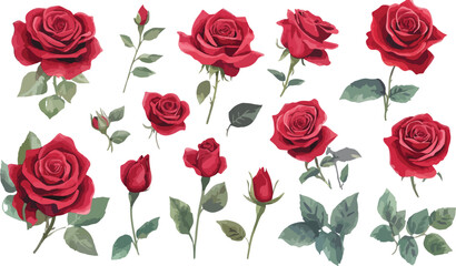 Fototapeta premium Seamless Border of Red Roses with Leaves and Buds on White Background