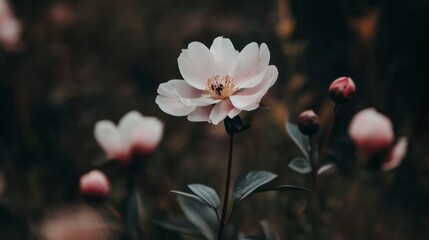 Fototapeta premium Pale pink flower in garden setting