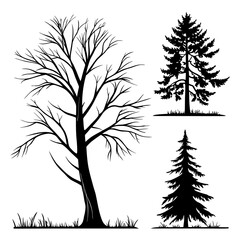 Bare tree pine tree silhouettes evergreen