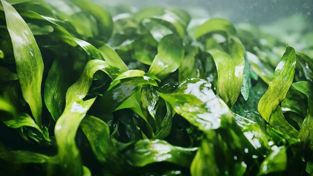 Fresh green seaweed forming a vibrant aquatic background