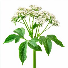 heracleum mantegazzianum giant hogweed tall flowering stalks with large compound leaves and white flower clusters isolated on white transparent background