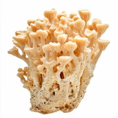 hericium coralloides coral tooth mushroom branching spines isolated on white transparent background