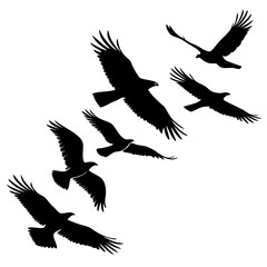 Obraz premium Black silhouettes of birds in flight flying wings spread
