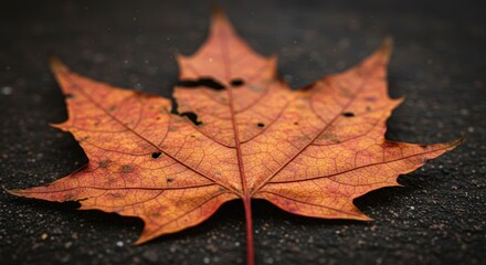 A vibrant maple leaf resting on pavement, showcasing nature's beauty in autumn, A close-up of an autumn leaf, highlighting the intricate details of its veins and texture