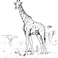  Giraffe Coloring Page Drawing For Kids 