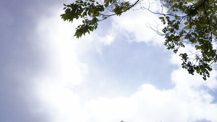 Obraz premium 맑은하늘과 나무 그리고 구름