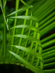 Palm tree leaves in the shape of claw