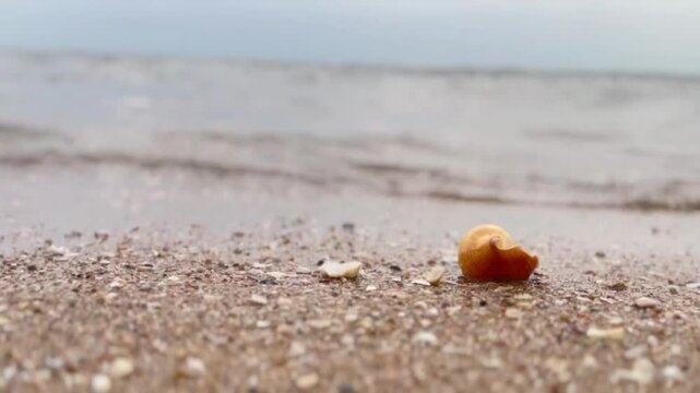 shell on the sand