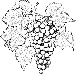 Obraz premium Grapes Coloring Page For Kids
