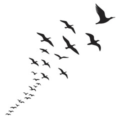 Flock of birds flying in formation silhouette black