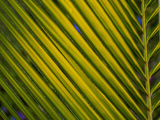 Perfectly straight palm tree leaf detail 