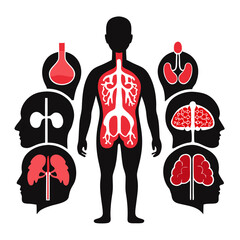 Human anatomy internal organs silhouette medical health