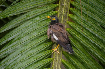 Black bird with yellow beak perching on palm tree leaf in rain