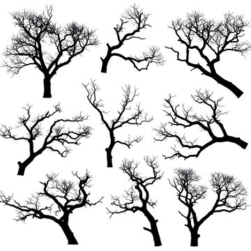 Winter's Silhouette Collection