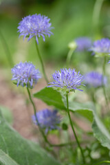 Sheep's-bit blossoms (Jasione montana).