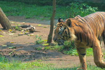 tiger in the zoo