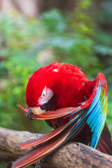 A close-up of colorful macaw bird face at a zoo with a green background