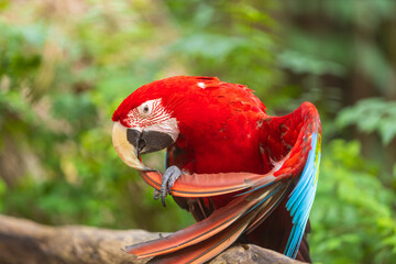 A close-up of colorful macaw bird face at a zoo with a green background