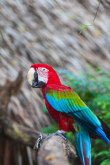 A close-up of colorful macaw bird face at a zoo with a browm background