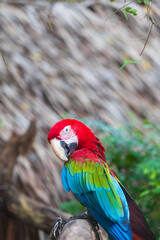A close-up of colorful macaw bird face at a zoo with a browm background