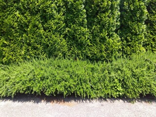 初夏の路傍のローズマリーとコニファーの生垣風景