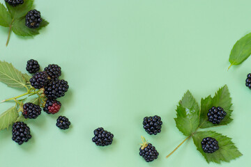 Fresh blackberries and leaves in a minimalist style on a green background