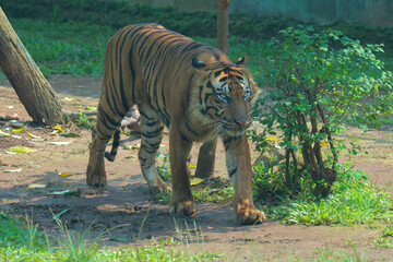 bengal tiger in the zoo