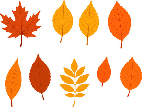 Autumn Leaves Clipart Set Colorful Fall Foliage Collection vibrant collection red, orange, and yellow. Includes maple, oak Ideal for seasonal decorations, scrapbooking, stickers, and Thanksgiving