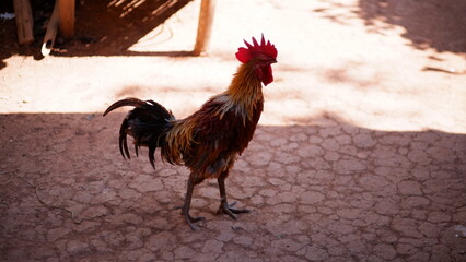rooster in the farm