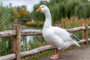 Fototapeta premium White goose standing by wooden fence in park