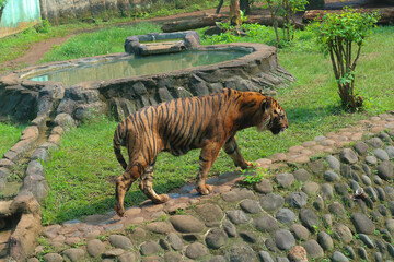 tiger in the zoo