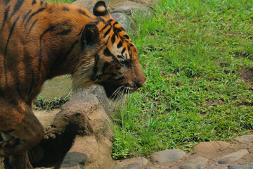 tiger in the zoo