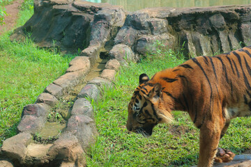 tiger in the zoo