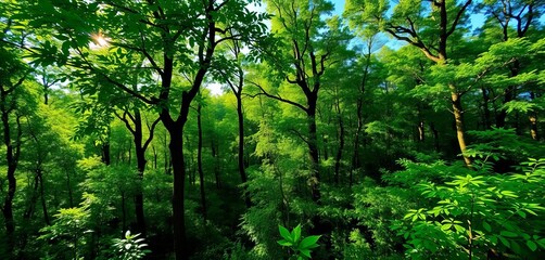 Obraz premium Endless panoramic view of lush green forest, sunlight dappling through leaves, wild, woods