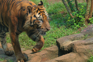 tiger in the zoo