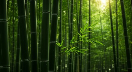 Fototapeta premium Lush green bamboo forest with sunlight, portraying serene natural beauty, an Asian nature landscape, tranquil zen environment, and sustainable growth.