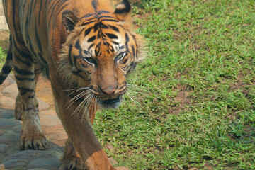 tiger in the jungle