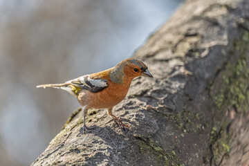 Common chaffinch, Fringilla coelebs, sits on a tree. Common chaffinch in wildlife.
