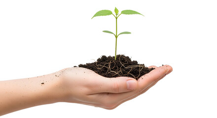 hand holding seedling with soil on white background concept of growth and sustainability