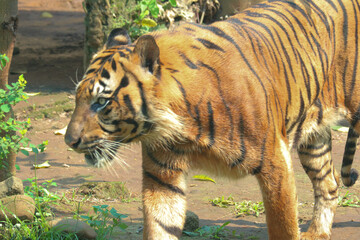 Obraz premium tiger in the zoo