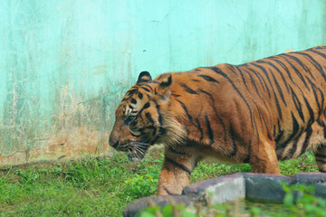 tiger in the zoo