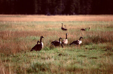 A flock of geese in the field